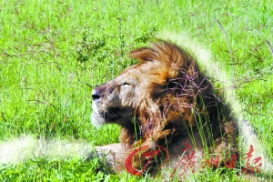 ̹ɣ���� SAFARI������Ǩ��