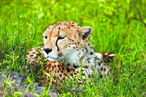 ̹ɣ���� SAFARI������Ǩ��