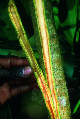 ɣ���Ͷ����������ڵ��񻰹��ȣ�ͼ����