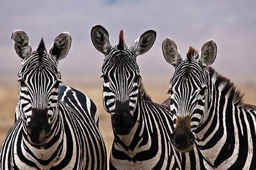 ��˳�İ���