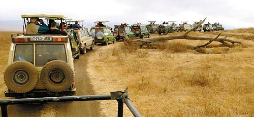 �����޶����޲�ԭ���ŶӵȺ�ۿ�ʨȺ�ĳ���