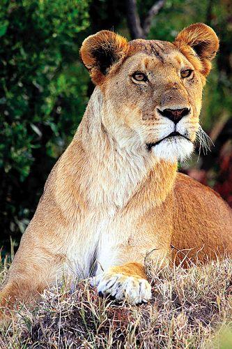 ������ĸʨ