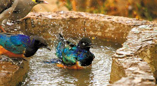 ˮ����ԡ��������