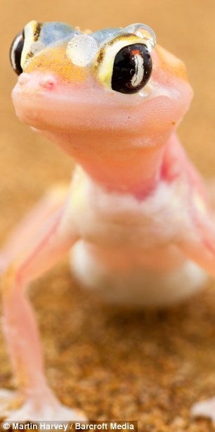 \