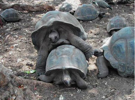 坦桑尼亚乌龟岛(Tanzania turtle island)