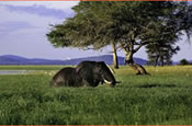 Elephant in a swamp
