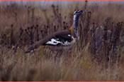 Kitulo - Denham's Bustard