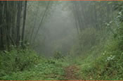Forest Trail in Kitulo