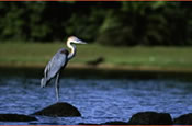 Heron