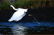 Birds in flight over the water