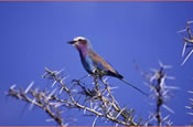 Lilac-breasted roller at Mikumi