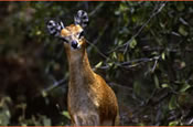 A Klipspringer