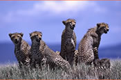 Group of four cheetas