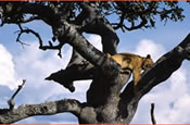 Lion resting on a tree