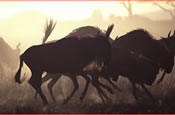 Wildebeest