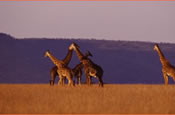 Group of Giraffes in Serengeti