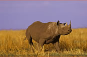 Rhino in Serengeti