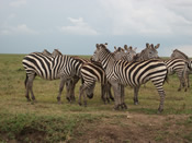 A group of the Zebra taking a break after the long grazing hours in the great Serengeti plains